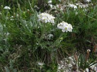 ACHILLEA NANA 2