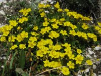 AMBRETTA MONTANA - GEUM MONTANUM