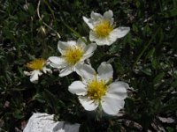 ANEMONE ALPINO 1
