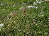ANEMONE ALPINO 2 INFRUTTESCENZA