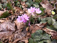 ANEMONE EPATICA - HEPATICA NOBILIS 2
