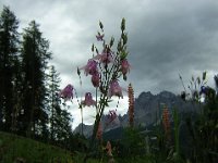 AQUILEGIA ALPINA 1