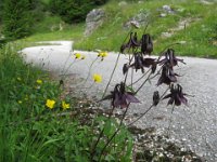 AQUILEGIA ATRATA