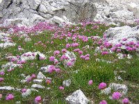 ARMERIA ALPINA - SPILLI DI DAMA 1