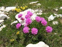 ARMERIA ALPINA - SPILLI DI DAMA 3