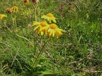 ARNICA - ARNICA MONTANA 1