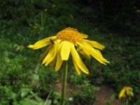 ARNICA - ARNICA MONTANA 2