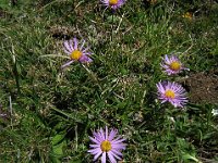 ASTRO ALPINO - ASTER ALPINUS 1