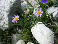 ASTRO ALPINO - ASTER ALPINUS 2