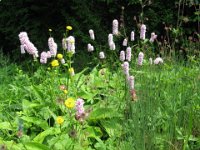 BISTORTA - POLYGONUM BISTORTA