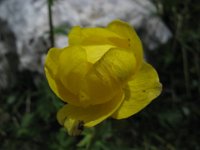 BOTTON D'ORO - ANEMONE RANUNCOLOIDE 2