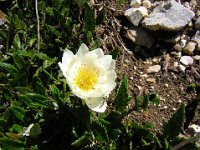 CAMEDRIO ALPINO - DYRAS OCTOPETALA 2