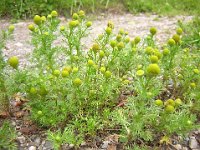 CAMOMILLA - MATRICARIA DISCOIDES - ODOROSA