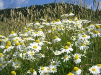 CAMOMILLA ROMANA - ANTHEMIS NOBILIS