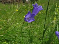 CAMPANELLA - CAMPANULA
