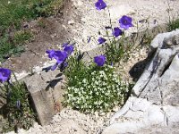 CAMPANELLA - CAMPANULA E SASSIFRAGA
