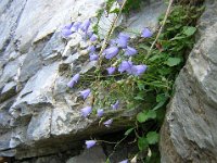 CAMPANELLA - CAMPANULA ROTUNDIFOLIA