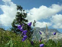 CAMPANELLA - CAMPANULA... PINO CEMBRO ( cirmolo)E CRODA ROSSA