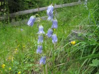 CAMPANELLA BARBUTA - CAMPANULA BARBATA 1