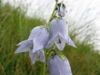 CAMPANELLA BARBUTA - CAMPANULA BARBATA 2