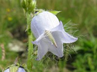 CAMPANELLA BARBUTA - CAMPANULA BARBATA 3