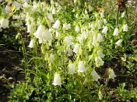 CAMPANULA - CAMPANULA CHOCLEARIFOLIA . ALBA
