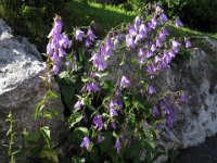CAMPANULA A FOGLIE D'ORTICA