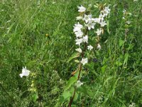 CAMPANULA A FOGLIE D'ORTICA ALBA
