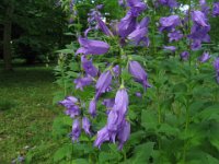 CAMPANULA A FOGLIE DI ORTICA .