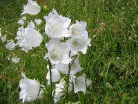 CAMPANULA ALBA .