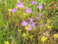 CAMPANULA BIENNE. PATULA