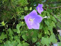 CAMPANULA CARPATICA 2