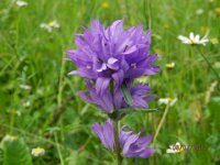 CAMPANULA GLOMERATA 2