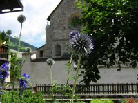 CARDO PALLOTTOLA - ECHINOPS RITRO 1