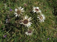 CARLINA SEGNATEMPO - CARLINA ACAULIS 1