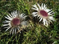 CARLINA SEGNATEMPO - CARLINA ACAULIS 2