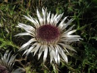 CARLINA SEGNATEMPO - CARLINA ACAULIS 3