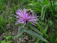 CENTAUREA MONTANA 1 - asteracee
