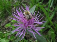 CENTAUREA MONTANA 2