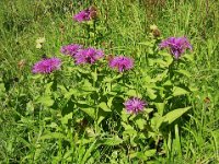 CENTAUREA ZAZZERINA - CENTAURE JACEA