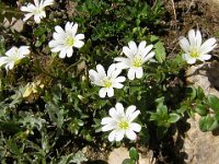 CERASTIO ALPINO - CERASTIUM LATIFOLIUM