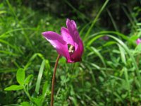 CICLAMINO 2
