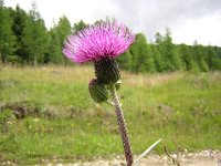 CIRSIO ETEROFILLO 1
