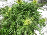 CIRSIO SPINOSISSIMO