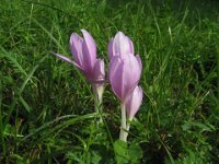 COLCHICO - COLCHICUM AUTUNNALE
