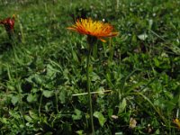 CREPIDE DORATA - CREPIS AUREA