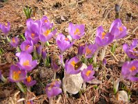 CROCUS ALBIFLORUS - ZAFFERANO 1