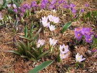 CROCUS ALBIFLORUS - ZAFFERANO 2