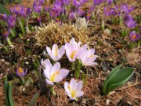 CROCUS ALBIFLORUS - ZAFFERANO 3