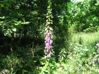DIGITALE - DIGITALIS PURPUREA 1 Scrophulariacee lu
